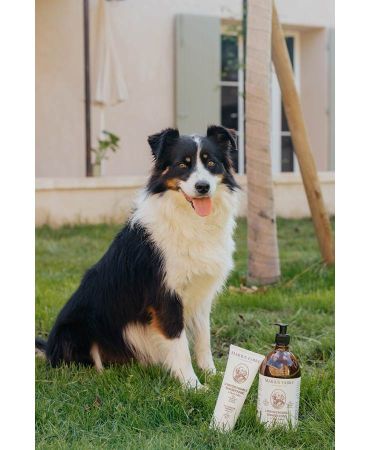 Olivenöl-Shampoo 1 Liter für den Hund